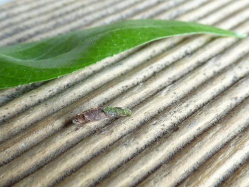 Coleophora lusciniaepennella